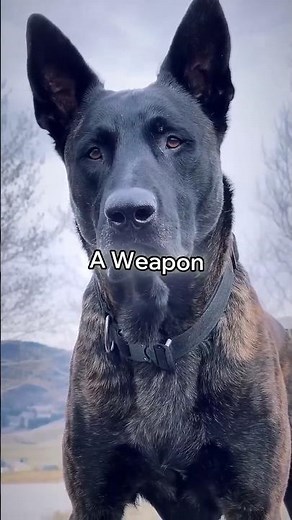 The Dog That Even Special Forces Don’t Talk About | Dutch Shepherd
