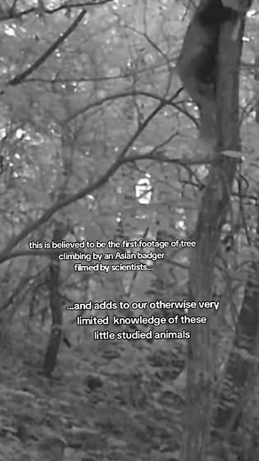 We've released footage of an Asian badger climbing a tree – the first time such behaviour from this little studied species is believed to have been recorded by scientists. The badger was spotted shimmying up a tree in the mountains of Gyeongsangnam-do, South Korea, through wildlife cameras placed by Chad R. Dobson, a wildlife photographer and naturalist, working with Josh Elves-Powell, PhD researcher at our Institute of Zoology and UCL, to study wildlife in the area. Peanut butter was placed par