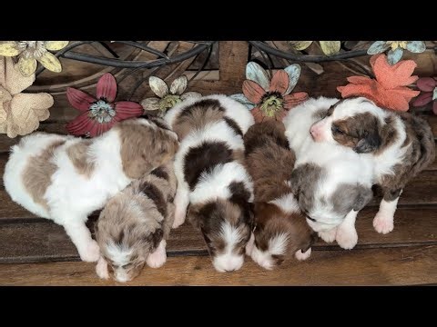 Boogies litter of F1b Mini Aussiedoodle puppies at Lindsey’s Aussies. All females!