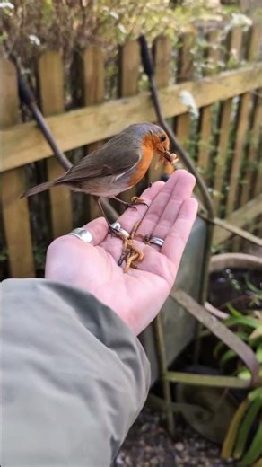 My Most Special Garden Visitor: A Story of Friendship 🐦