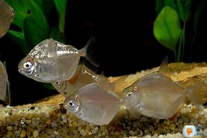 Do Silver Dollars Eat Plants? | And 7 Related Questions |