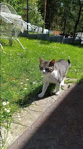 Beautiful Tabby and White Cat😻 #cat #adoreble #catkingdom #adorably #kitten #cute #animals #funny