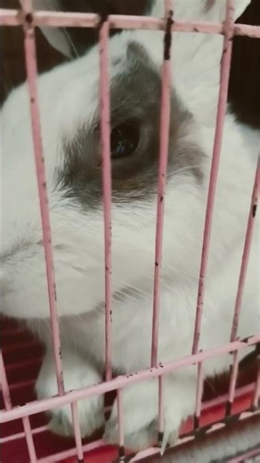 Confused simba #rabbit #mycuterabbit ...