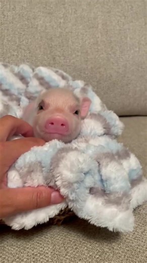 We love receiving updates like this from our customers! Our mini is trying to adapt in his new home. #minipigs #minipiglets