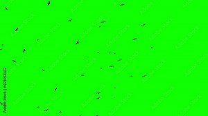 Flock Of Birds On Green Screen. Flock of crows flying in an imperfect formation. Birds flying in formation. Migrating Greater birds. Big Flock of birds. Wildlife 4K slow motion 100 fps video