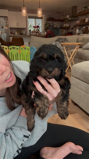 Aspen is searching for her forever family and is ready to go home now. She is an F1 female Cavapoo from Misty and Meeko’s Wonder Wanderlust litter, expected to mature around 14 to 16 pounds. Aspen is sweet, snuggly, and gentle with a calm, people-oriented personality that makes her easy to love. She enjoys playing and exploring, but her favorite thing is being close. She bonds quickly and settles in easily. Whether she’s following you around the house or curled up in your lap, Aspen is steady, a