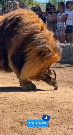 What happened to the curious kitten who entered the lion's cage? . . #kitten #cat #zoo #animals #lion #fblifestylechallenge | Gaming Paradise