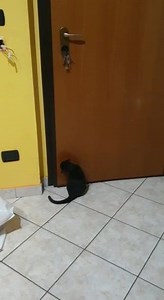 Vi ricordate i 3 micetti neri recuperati in un secchio.. Sicuramente messi lì dalla loro mamma che purtroppo si è sacrificata pur di metterli in salvo .. purtroppo il branco nn le ha lasciato scampo .. Bhe lei è Palu" la loro sorellina ..Palu" ha trovato una splendida Mamma #Monica che ha dato un bel calcio nel sedere alle superstizioni da gente ignorante ..limitata e troglidita .. e ha deciso di Adottare la nostra Bimba nerissima !!! Buona vita Palu" ❤❤❤ | La zampa sul cuore Trani