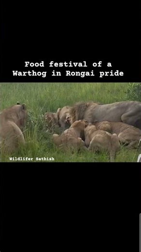 Rongai pride food festival of a warthog in Masai Mara grasslands.