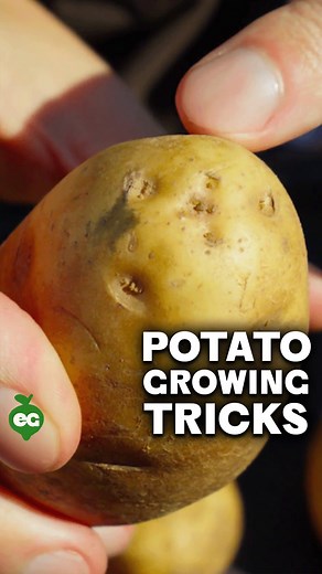 147K views · 2.3K reactions | If you’re trying to grow the best crop...