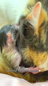 Calico Cat Lima Gives Birth and Raises 4 Different Colored Kittens | Baby Cat