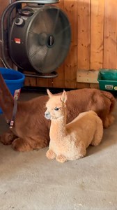 Tonight, I am going to share with you one of my favorite things to do in the evening: alpaca watching. From another stall. Nothing said. Just observation. Stick around to the end to see Brewster’s huge yawn! 🥱❤️ #eagleeyefarm #farmgirlfab #eagleeyefarmwi #cuteanimals #alpaca #farmlife #animallovers | Eagle Eye Farm