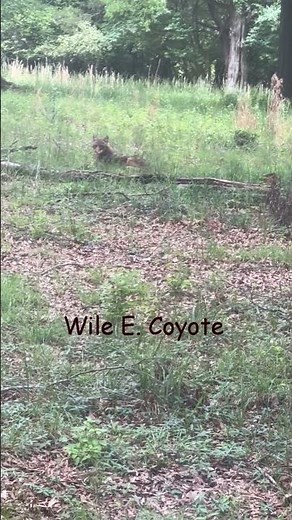 Wile E. Coyote ~ Mr. Vague YouTubee