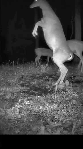A Deer walking on two legs!