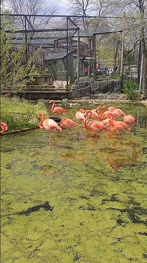 Flamboyance and Feathers: The Magic of Flamingos 🦩
