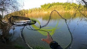 Sacamos corronchos. Pesca con atarralla en el rio cauca ensallando como nos quedó | Pescadores pereira