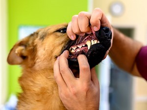 Wolf & Dog Teeth Comparison - Cuteness