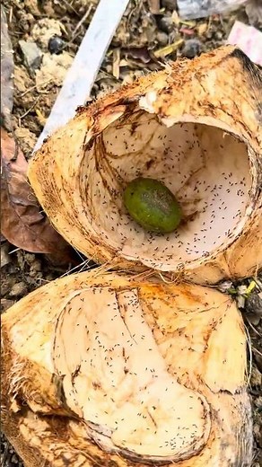 “The Creepiest Insect on Mars 🪲😱 You Won’t Believe This!”#scary#discovery#weird