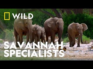 Bull Elephants Harvesting Hacks | Africa's Deadliest | National Geographic WILD UK