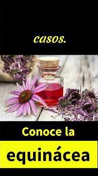 Equinácea: la planta que ayuda a tu salud