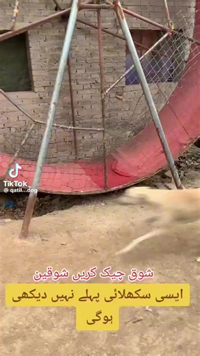 L'enfant gâté🇱🇷 (@ef.gate)’s videos with sonido original - L'enfant gâté🇱🇷