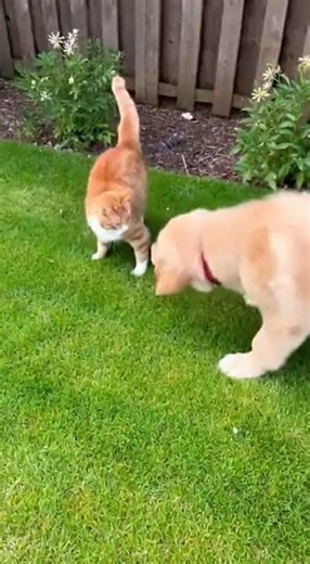 Playful Cat and Dog Backyard Chase 🐾 #shorts