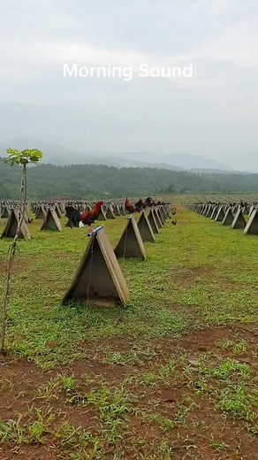 Morning Chicken Sounds in the Farm