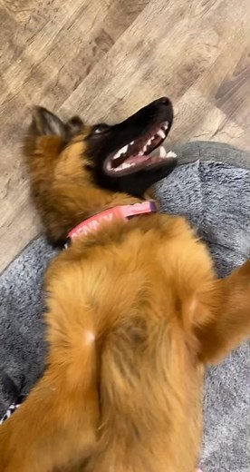 It’s the final brain cell #gsd #cute #tik_tok #followme #follow #fyp #foryou #viral #puppy #funny #love #foryoupage #bestvideo | Penny and Vinny