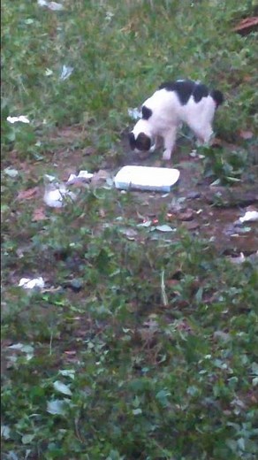 My cat Anton has come home but likes to eat leaves