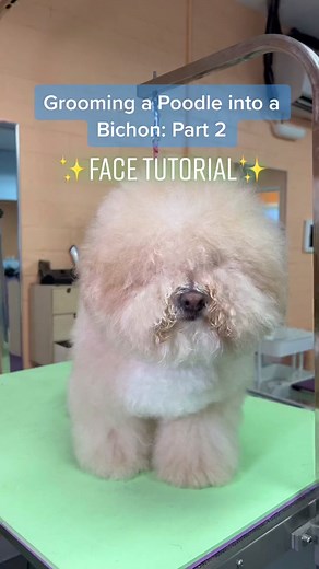 Transforming a Poodle into a Bichon: Grooming Face Tutorial