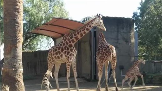 Adorable Giraffe Cub Born at Melbourne Zoo Receives Fitting Name