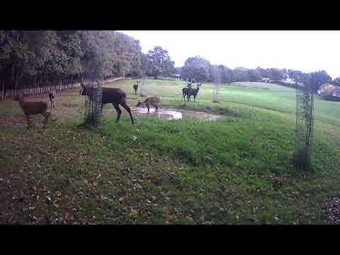 Last checks by the stag