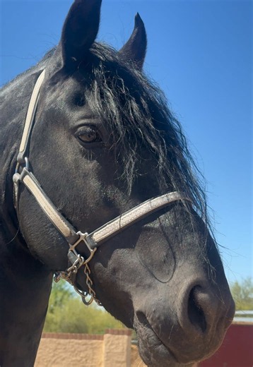Stallion of my dreams 🤍 #friesian #friesianstallion #dreamhorse | black horse