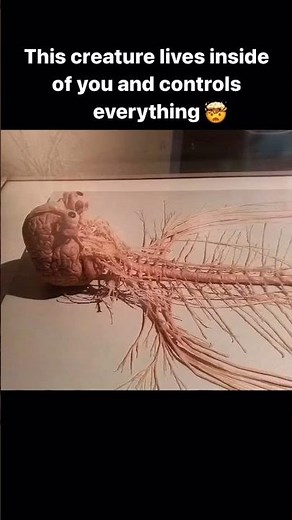 Human brain anatomy #humanbrain #physics #science