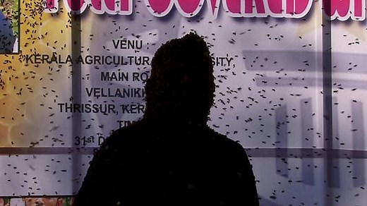 Man lets 60,000 bees cover his face
