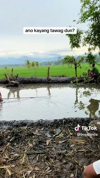 Exploring Palaisdaan Fishpond: A Life in the Province