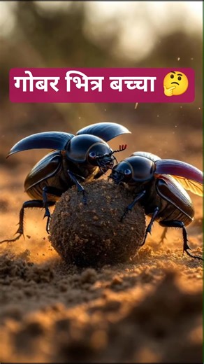 गोबर भित्र अण्डा दिन्छ यो किरा 🪲 | Amazing Dung Beetle Facts #nplfacts #educationvideo