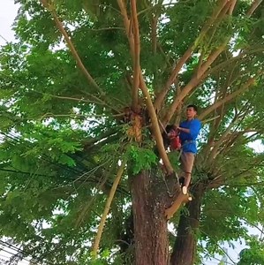 Amazing skill man cutting tree stand cover border home | TV Post