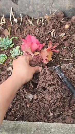 Planting Coral Bells Tutorial #agriculture #asmr #shorts