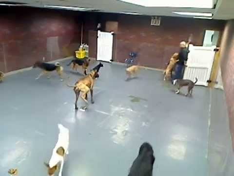 Doggie Day Care Poo Fest