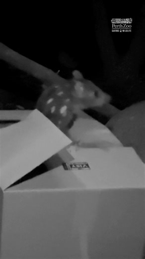 Not your regular jack in the box 🤣 If we had to guess, we'd say Jarrah the curious Chuditch is jumping for joy over this enrichment activity 🤭 📷 Keeper Bronte | Perth Zoo