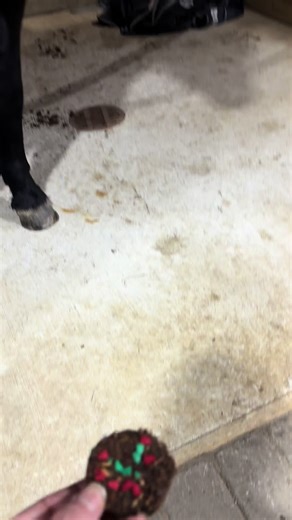 Costello 🖤 | elvis costello