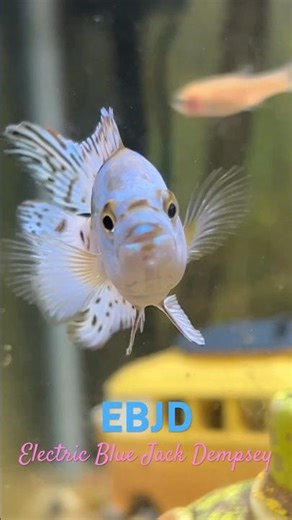 Aquarium Fish EBJD Electric Blue Jack Dempsey Cichlid fishtank #fishvideo #tropicalfish #fishtank