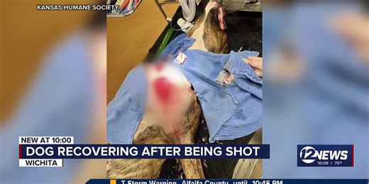 Dog recovering after being shot
