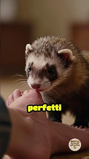 Why Does Your Ferret Bite Your Feet? #ferret #ferrets #easypets