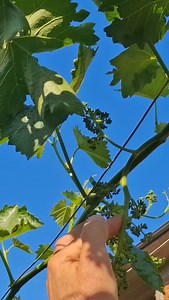 Japanese Style Grape Cluster Pruning - Bigger, Better Grapes How to Prune Grape Clusters the Japanese Way #vineyard #wine #winery #winelover #winetasting #vino #winelovers #redwine #winecountry #nature #grapes #vineyards #sommelier #winemaker #vin #wein #vines #harvest #wines #winemaking #vine #асма #грозде #виноград #лоза #loza #anggur #viteculture #grapevine | Mincho Tankov