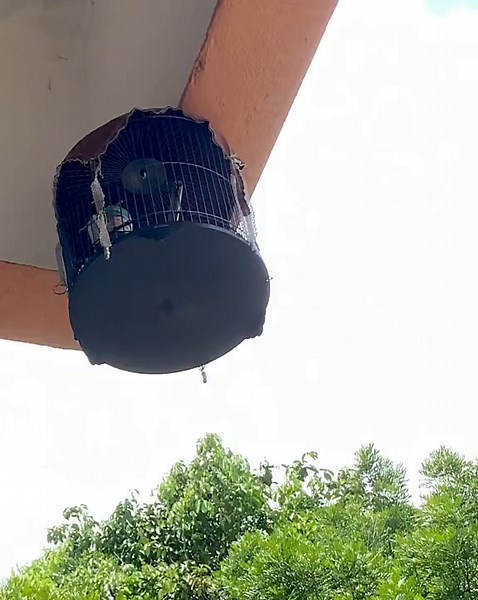 Burung Merbok Katok Banir: Suara Alam Malaysia