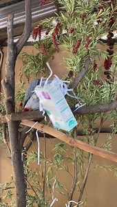 Meet Zulu, one of the African Grey parrots here at Adelaide Zoo 🦜 Zulu was treated to some simple enrichment from keeper Erin that you might like to try with your own pet birds. What items do you need to recreate Zulu's box of fun? 🦜 Cardboard box 🦜 Shredded paper 🦜 Sunflower seeds This box will keep birds entertained for hours (or at least until they find all the seeds 😆) Thanks to keeper Erin for this footage of Zulu 😍 #birds #birdsoffacebook #zoossa #adelaidezoo #africangreyparrot | Ade
