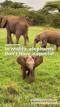 Thats why elephants are scared of bees... 🐘 #elephant #elephants #animals #animalfacts