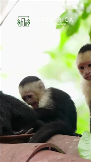 Parco Nazionale Manuel Antonio - Le MERAVIGLIE della Costa Rica